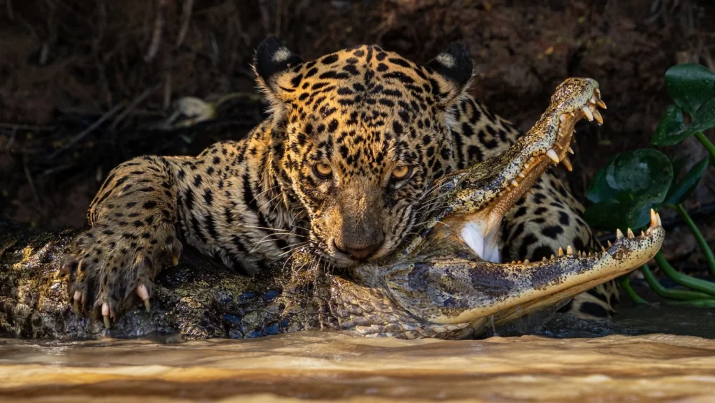 El Jaguar: El Verdadero Rey de la Selva