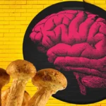 El Uso de Psicodélicos en la Medicina: Avances y Aplicaciones en Países Pioneros